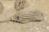 Four Detailed Fossil Crinoids - Crawfordsville, Indiana #188690-5